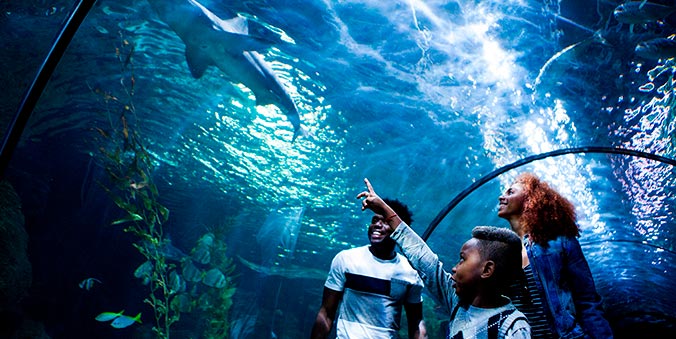 family watching an aquarium with sharks