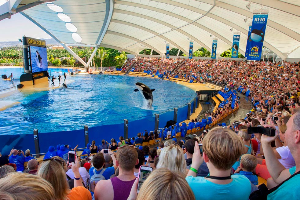 spectacle d'épaulards du Loro Parque