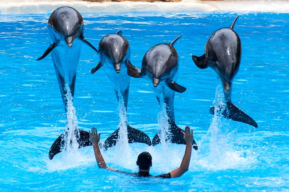 Loro-parque-les-dauphins