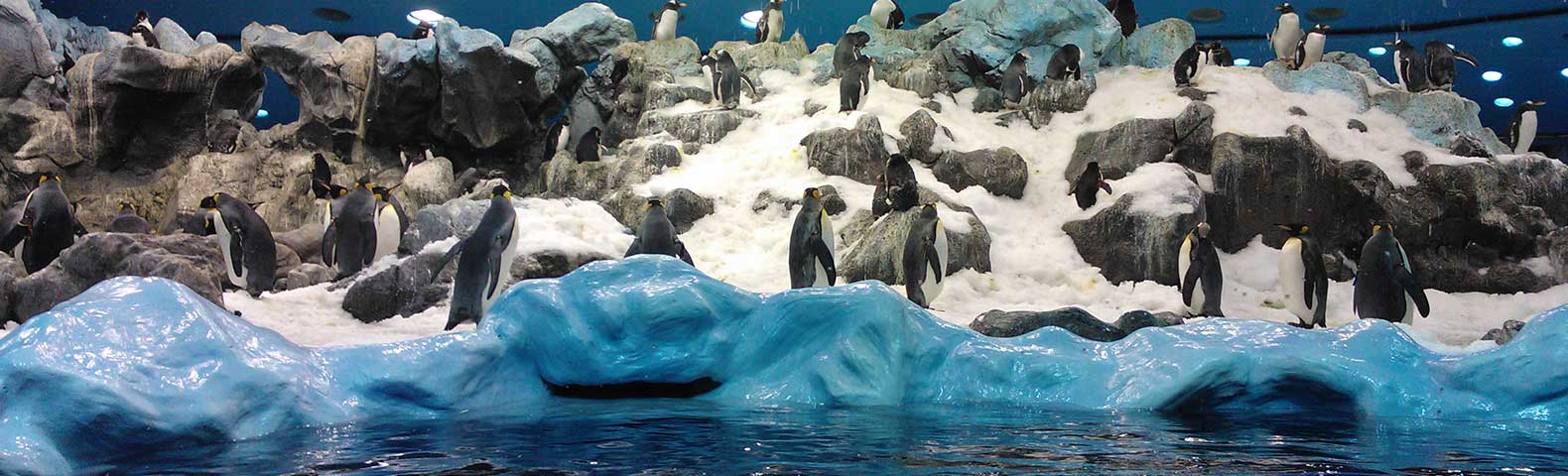 pingouins Loro Parque
